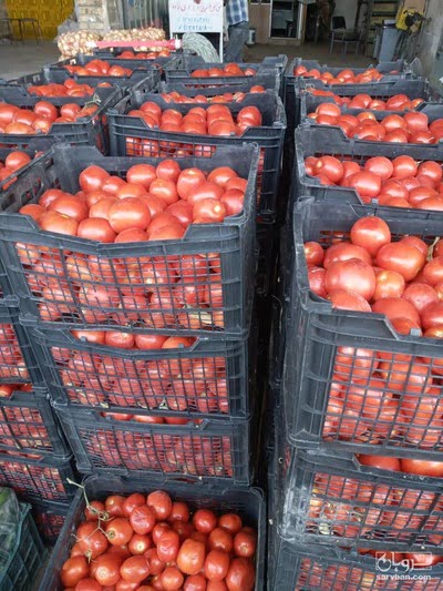فروش گوجه صادراتی