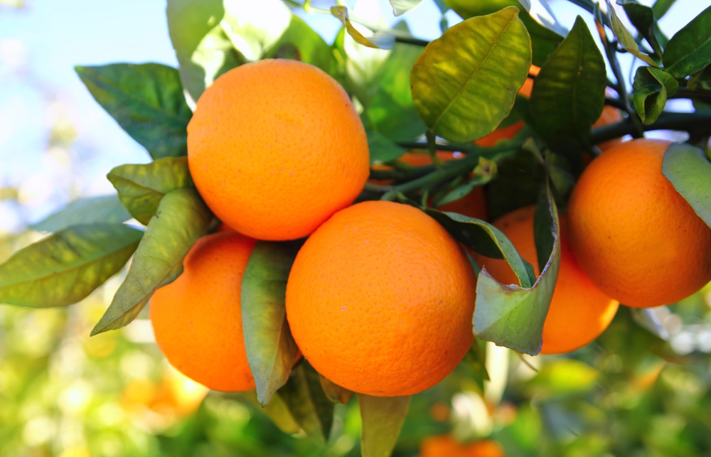 پرتقال - گلانه