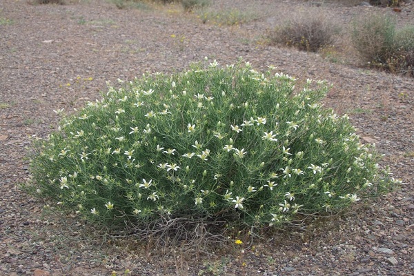 گیاه اسپند (Peganum harmala L) - گلانه